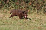 BERGER AUSTRALIEN PUPPIES 202